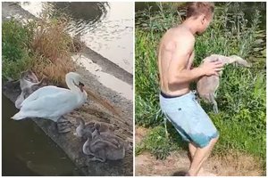 Užtvanka gulbių šeimynai buvo neįveikiama: į pagalbą atskubėjo žmonės