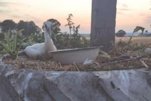 Ugniagesių išgelbėtą gandriuką globoja gyventojai: prašo veterinarų pagalbos