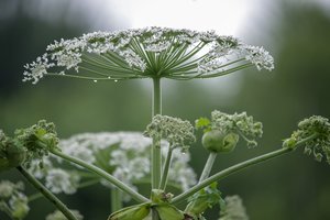 Invaziniai augalai: rauti, negalima palikti
