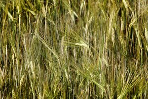 Baltarusija šiemet planuoja kuklesnį grūdų derlių
