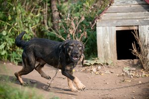 Spręs dėl gyvūnų ženklinimo kompensavimo socialiai remtiniems asmenims: ribos augintinių skaičių
