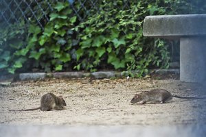 Karantinas ir komendanto valanda parodė kitą miesto pusę: gatves užplūdo žiurkės