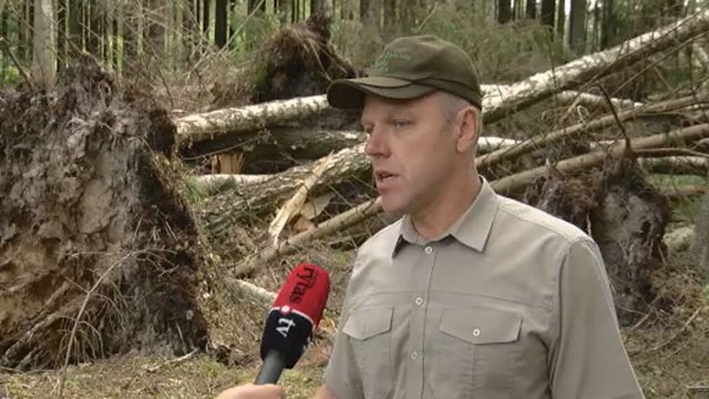 Miškininkai skaičiuoja vėjo padarytus nuostolius: išlaužyta tūkstančiai kubinių metrų medžių