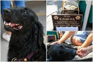 Jūros šventėje lygiaplaukis retriveris Kaukas už paglostymus surinko šimtus eurų aukų