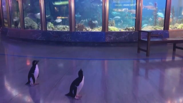Romantiška akimirka: pingvinų pora atvyko į pasimatymą akvariume