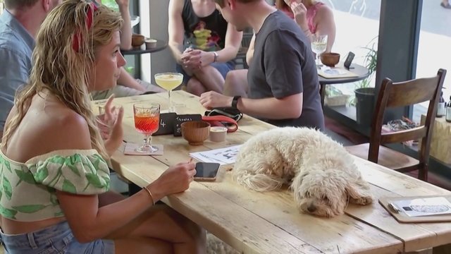 Londono bare – kokteiliai šunims: gali gerti tiek augintiniai, tiek žmonės