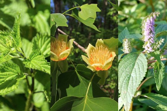 Trys populiarūs augalai: kiekvienas savaip naudingas