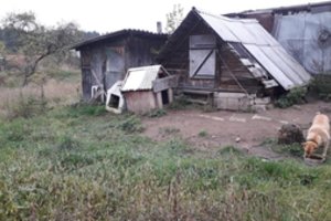 Apleistoje sodyboje siaubingomis sąlygomis laikytą šunį policija norėjo grąžinti savininku, bet įsikišo teisininkai