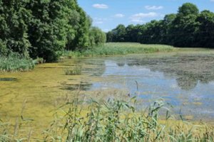 Specialistai maudytis nerekomenduoja: žydi vandens telkiniai 