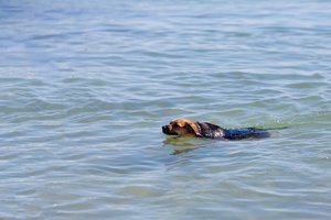 Lazdijų rajone skendo šuo