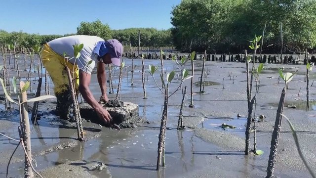 Projektas Brazilijoje kovoja su užterštumu: siekia atgaivinti medžius Guanabaros įlankoje