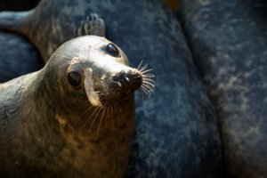 Siunčia žinią poilsiautojams: ką daryti, paplūdimyje radus nusilpusį ruoniuką