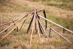 Pirmą kartą Lietuvoje: Nemuno deltoje vyks Nacionalinis šienpjovių čempionatas