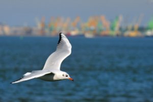 Uostamiesčio triukšmadariai jau greit išskris žiemoti