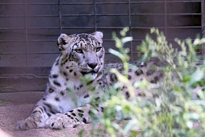 Lietuvos zoologijos sodo kelerius metus aplankyti nepavyks: nuo rugpjūčio 9 uždaromas renovacijai