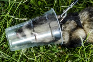 Ugniagesiams teko gelbėti variklyje įstrigusį šešką