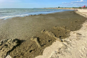 Klaipėdiečiams teks susigyventi su pakrantėje esančiais dumbliais: jų šalinti negalima