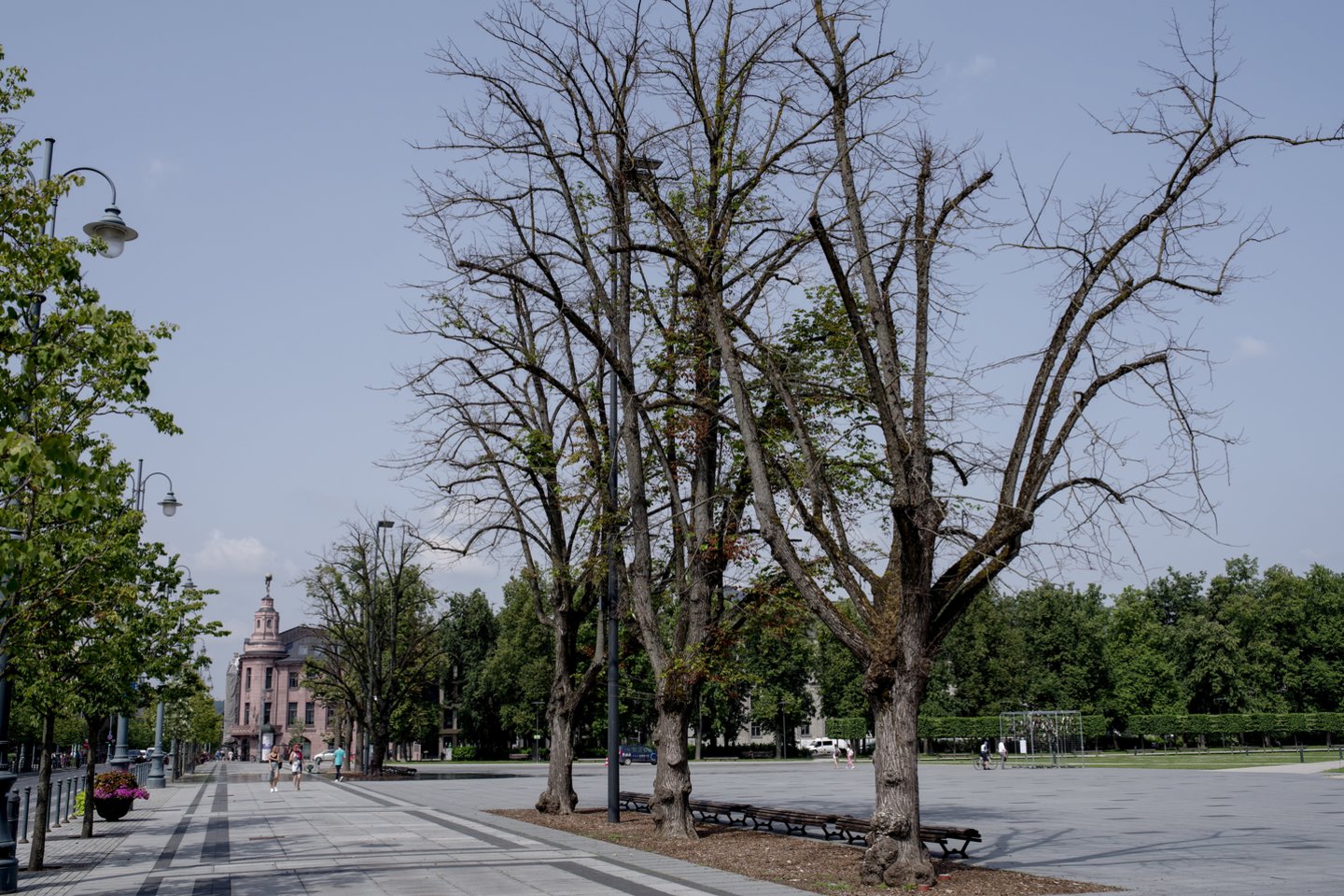 Ilgus metus Vilniaus mieste vyko ne medžių priežiūra, o tiesiog nesiskaitymas su jais.<br>V.Ščiavinsko nuotr.