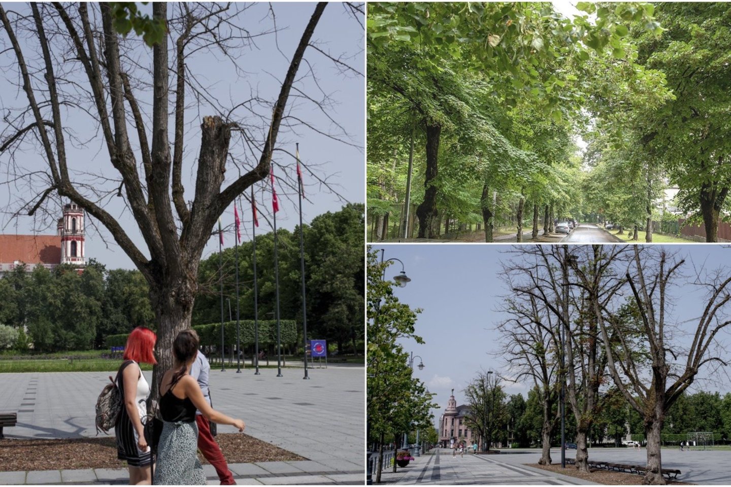 Ilgus metus Vilniaus mieste vyko ne medžių priežiūra, o tiesiog nesiskaitymas su jais.