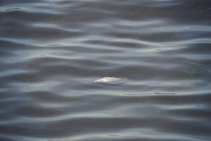 Aplinkosaugininkai aiškinasi, kodėl Kauno mariose gaišta smulkios žuvys