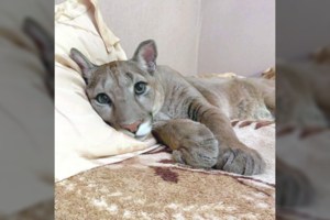 Grūto parke – mirtini šūviai į nelaisvėje laikomą pumą