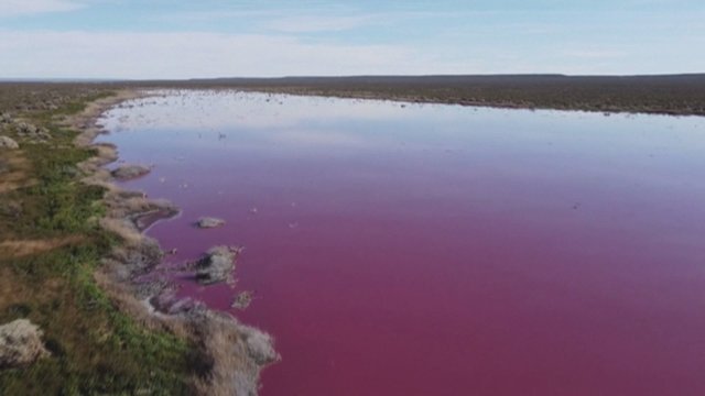 Klausimų keliantis reiškinys: du Argentinos ežerai nusidažė rožine spalva