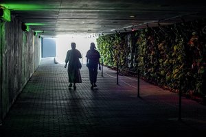 Pasikeitė dar viena apleista Vilniaus perėja – virto džiunglėmis