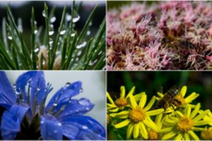 Tai didžiausia klaida, kurią daro sodininkai kiemuose: atminkite visiems laikams