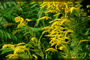 Pražydo rykštenės: aplinkosaugininkai ragina jas skinti glėbiais