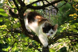 Šakiuose į aukštą liepą įsikorusi katė pati išlipti nebesugebėjo