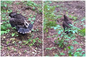 Radę miške sužeistą erelio jauniklį neskubėkite prie jo – galite pakenkti to net neįtardami