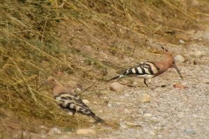 Anykščių rajone užfiksavo itin retą vaizdą: net du į Raudonąją knygą įrašytus paukščius