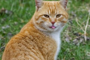 Kaune į kanalizacijos šulinį įkrito katinas, ugniagesiams nepavyko jo ištraukti