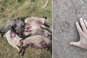 Kėdainių rajone siaučia vilkai: išpjovė jau dviejų ūkininkų avis