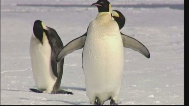 Dėl klimato kaitos nyksta viena pingvinų rūšis: iki 2050 metų populiacija ženkliai sumažės