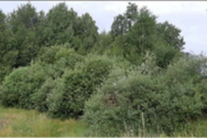 Žalumos pasigendantys vilniečiai netrukus turės naują erdvę – tam skirs hektarą žemės