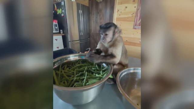 Retas ir stebinantis vaizdas: talentinga beždžionė rodo savo sugebėjimus virtuvėje