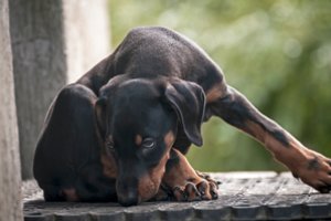 Kaune policija sučiupo daugintoją: bandė parduoti 2 dobermanų veislės mišrūnus su nukirptomis uodegomis