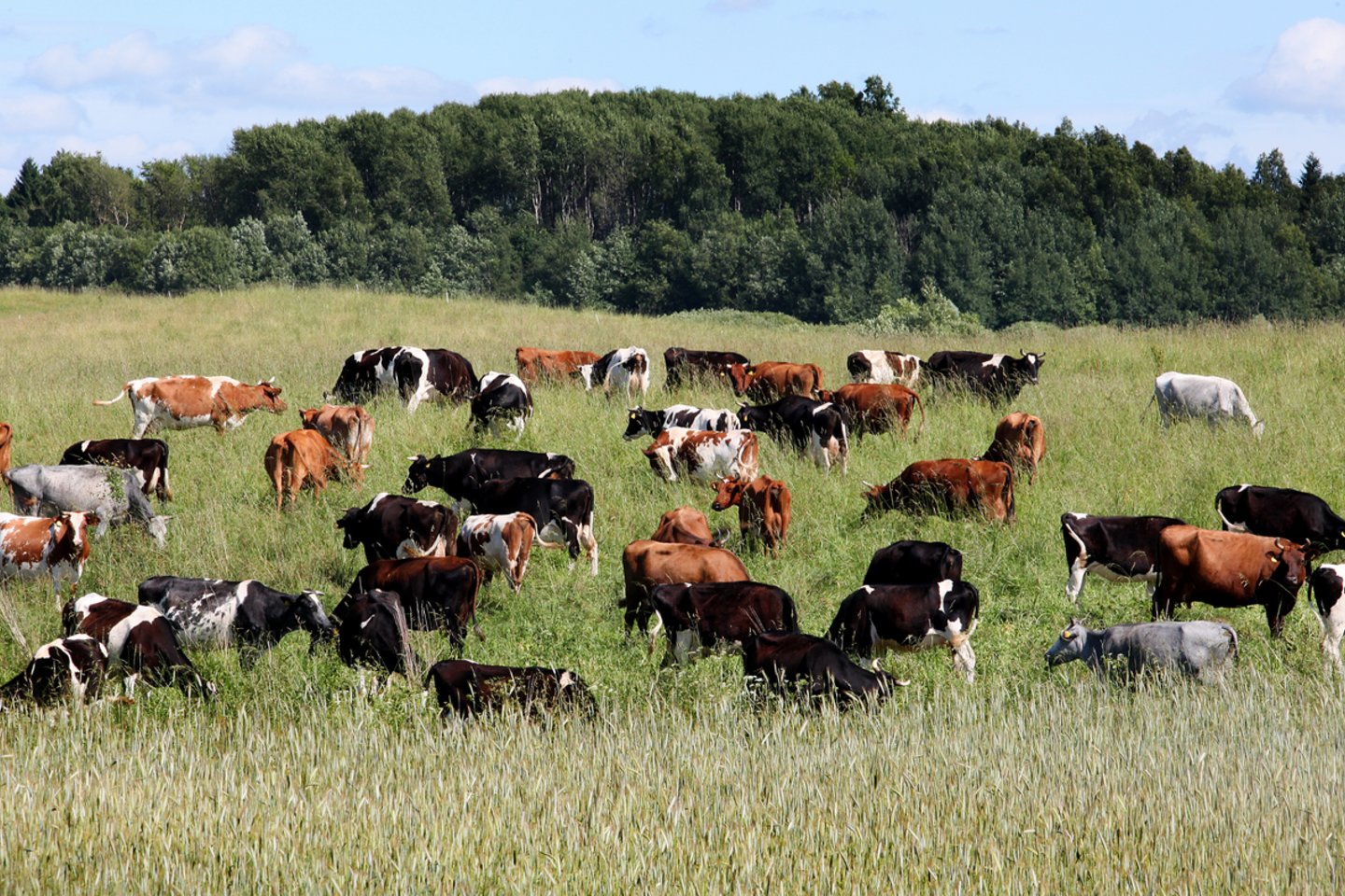 Šalia Kuktiškių (Utenos r.) 12 pieninių karvių laikantys ūkininkai sulaukė įspėjimo, o vėliau ir baudos kvito už viešosios tvarkos pažeidimą, kuris nustatytas jų nuosavoje ganykloje.<br>V.Balkūno nuotr.