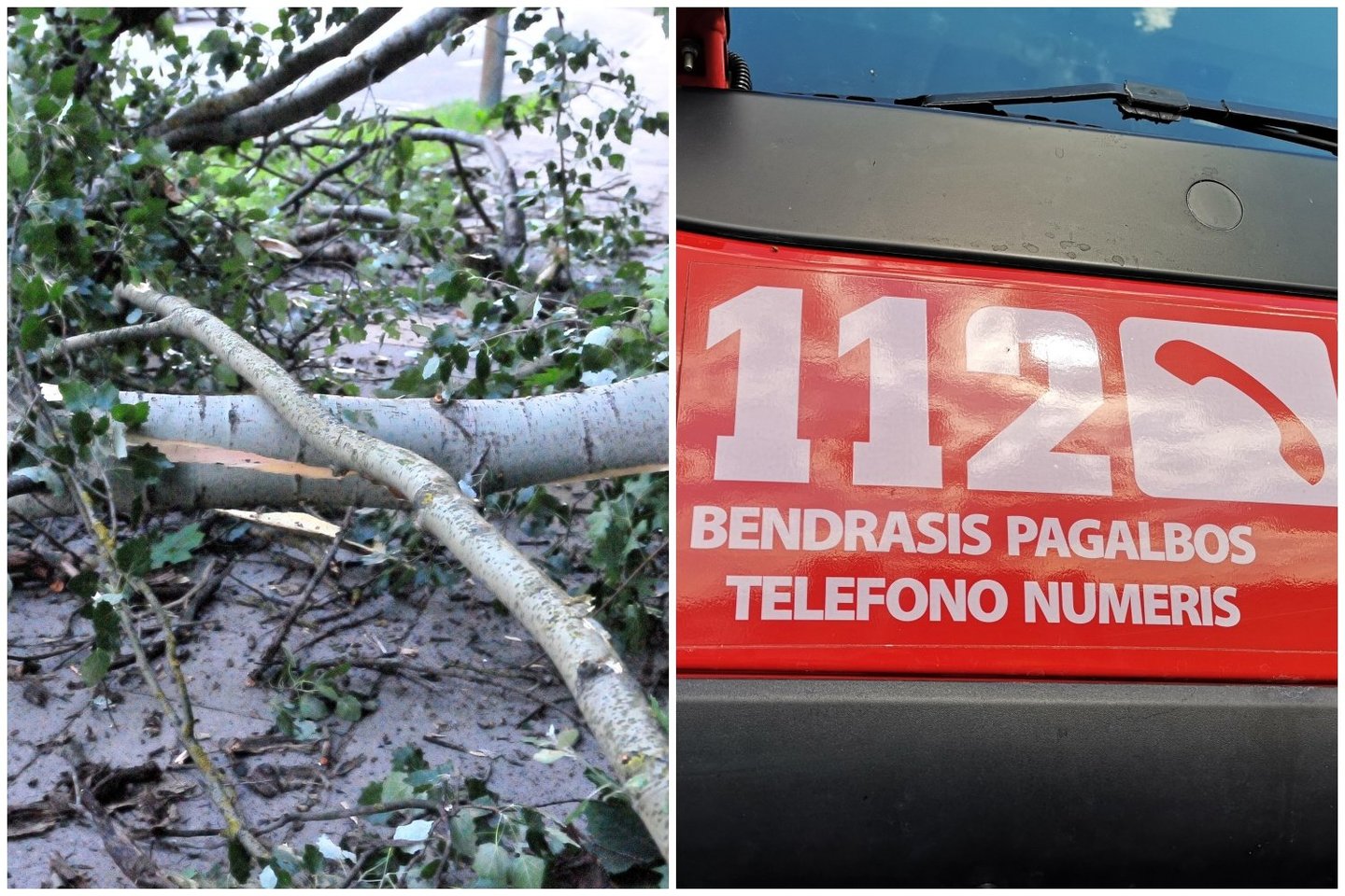 Lūžusi medžio šaka Kybartuose sužalojo 11-metę.<br> Lrytas.lt fotomontažas