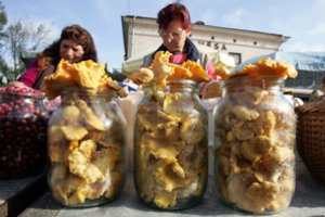 Patyrę grybautojai atskleidė, ar gausiau palijus jau galima leistis į miškus grybų