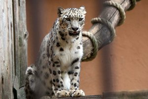 Liko trys dienos atsisveikinti su zoologijos sodo gyvūnais prieš jį uždarant