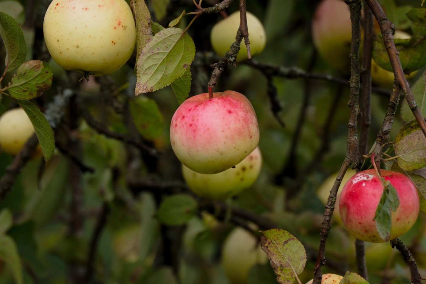 Obuoliai yra vieni mėgstamiausių lietuviškų vaisių.<br>V.Ščiavinsko nuotr.