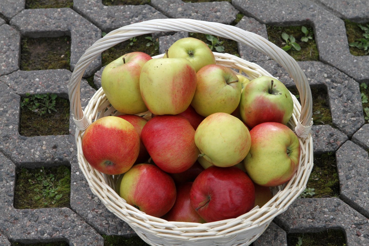 Obuoliai yra vieni mėgstamiausių lietuviškų vaisių.<br>M.Patašiaus nuotr.