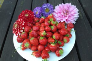 Atėjo metas pasirūpinti braškių daigais – tik trys patarimai, daugiau nieko nereikia, kad derlius jus nustebintų