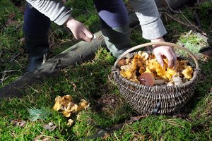 Renkantiems miško gėrybes primena taisykles: nesilaikančiųjų lauks baudos