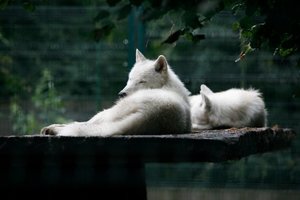 Zoologijos sode Kaune – paskutinė darbo diena prieš užsidarant renovacijai