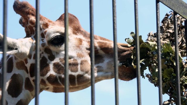 Kauno zoologijos sodas užvėrė vartus: pradedama dvejus metus truksianti renovacija