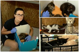 Žmonės žiauriai atsikrato kačių, prieglaudos – perpildytos: siūlo naują reikalavimą