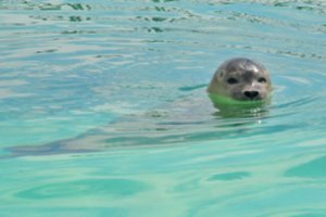 Į Baltijos jūrą paleido dar 5 Jūrų muziejuje slaugytus ruoniukus